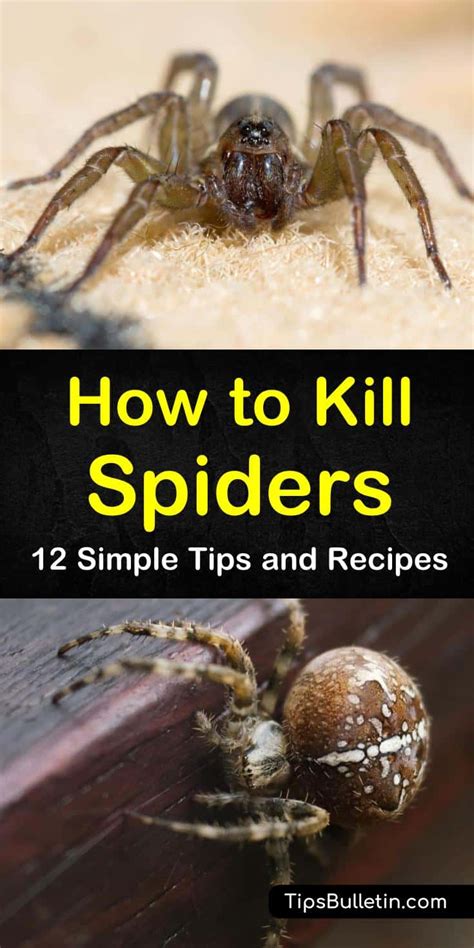 12 Simple Ways to Kill Spiders