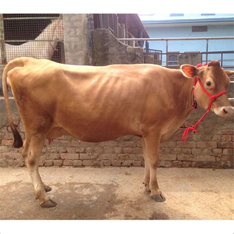 Brown Dairy Jersey Cow at Best Price in Karnal | Gokul Dairy Farm