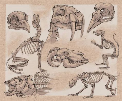 Next animal bone study by LaszloEde on DeviantArt in 2021 | Animal skeletons, Bone drawing ...