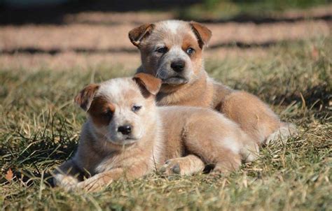 Red Heeler Australian Cattle Dog