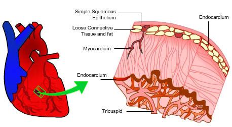 Endocardium – Pulmonary Function I (Outline) Meaning