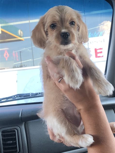 Our Corkie (cocker spaniel/yorkie) puppy, Benson! 😍🐶💚 7 weeks, 3.8 ...