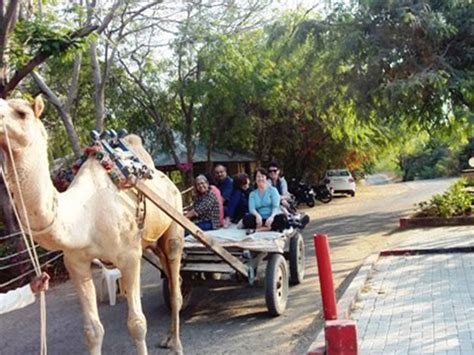 Camel Cart Ride - Aalloa Hills