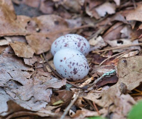 Eastern Whip-poor-will Feigning Injury | Steve Creek Wildlife Photography