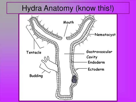 Hydra Anatomy - Anatomical Charts & Posters