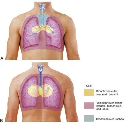 Shadow Health: Respiratory Concept Lab Flashcards | Quizlet