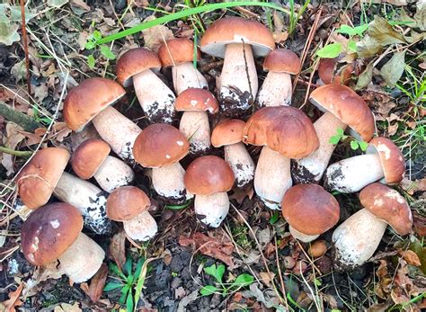 Where To Find King Boletes? - MushroomStalkers