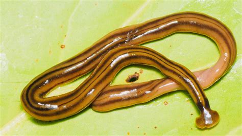 Giant predatory worms from Asia are invading France — Quartz