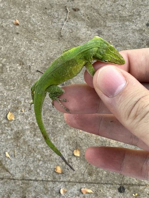 Green Anole from W Country Club Dr, Aventura, FL, US on 22 May, 2023 at ...