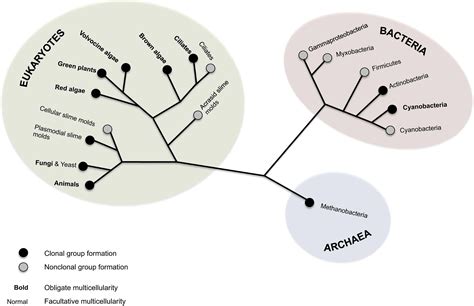 Group Formation, Relatedness, and the Evolution of Multicellularity ...