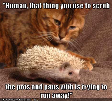 Lolcats - hedgehog - LOL at Funny Cat Memes - Funny cat pictures with words on them - lol | cat ...