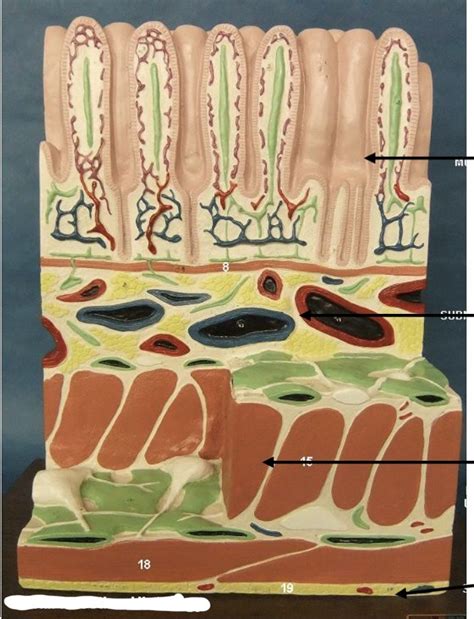 Small Intestine Histology Diagram | Quizlet