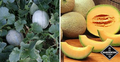 15 Gardening Tips for Growing Melons - Gardening Channel