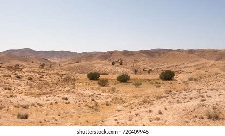 Vegetation Sahara Desert Foto Stok 720409945 | Shutterstock