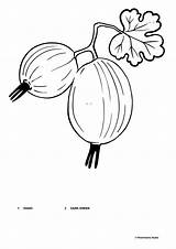 Gooseberry coloring Page ♥ Online And Print Free sketch template