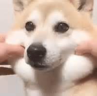 Chubby Face GIF - Chubby Face Dog - Discover & Share GIFs