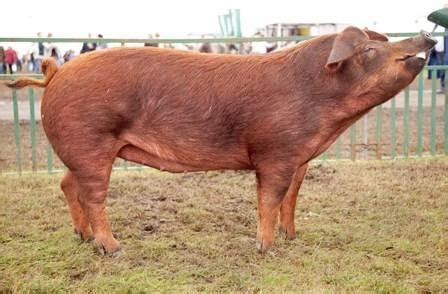 Australian Yorkshire Pig Information, Meat/Pork Production, Farming, Pictures