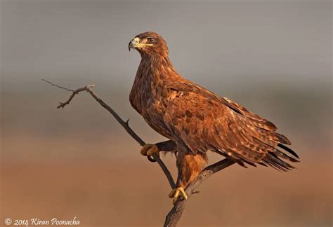 Steppe Eagle | Animals beautiful, Animals wild, Animals