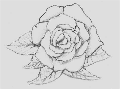 Free Rose Flower Drawing, Download Free Rose Flower Drawing png images ...