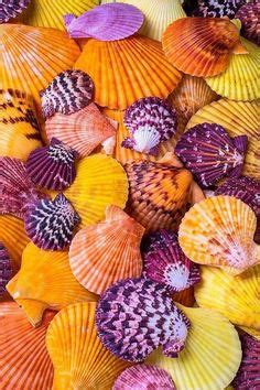 900+ Seashells ideas in 2023 | sea shells, she sells seashells, shells