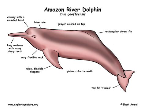 Dolphin (Amazon River) or Boto