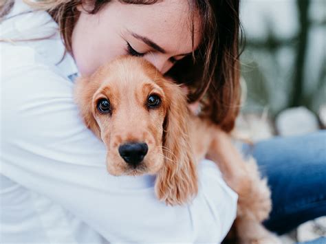 8 Most Prevalent Cocker Spaniel Health Issues | UKPets