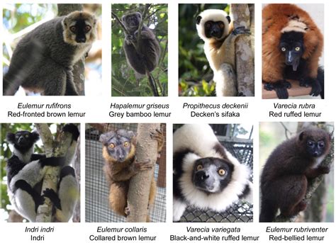 BMC Series blog Picking a lemur out of a line-up: introducing ...