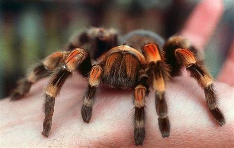 Is the striped knee tarantula a good beginner tarantula? - Quora