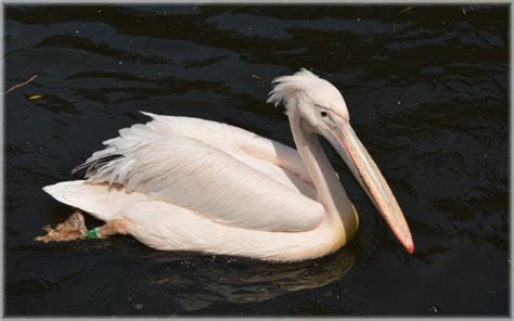 Pink Pelican 02 Free Stock Photo - Public Domain Pictures