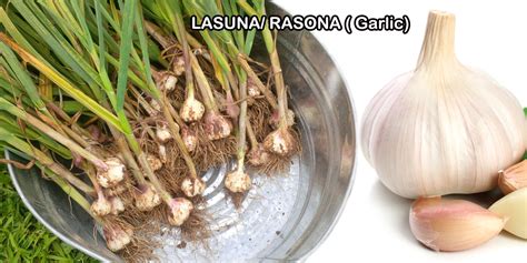 Garlic(LASUNA/ RASONA)