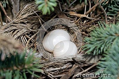 Morning Dove Eggs Royalty Free Stock Images - Image: 6102609