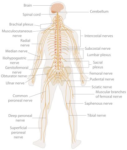 File:TE-Nervous system diagram.svg - Wikimedia Commons