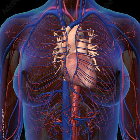 "Female Chest and Circulatory System in Frontal X-ray View" Imagens e ...