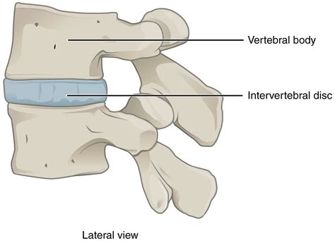 This image shows the lateral view of the intervertebral disc located between two vertebral discs.