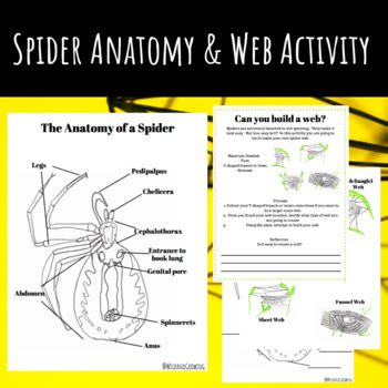 Spider Anatomy & Web Activity — Wild and Growing