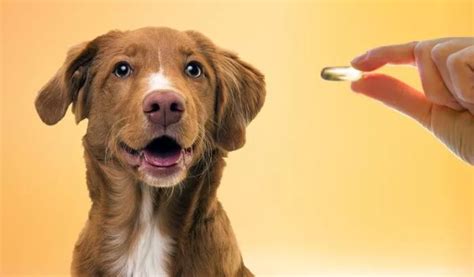 The Importance of Omega 3 in Pet’s Diet - RehabVet Clinic