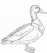 Male Mallard duck Has Curly Tail Coloring Page  Free Printable sketch template