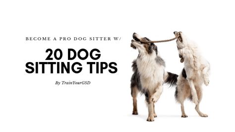 Top 20 "Dog Sitting" Tips to Become a Professional Dog Sitter. | Dog ...