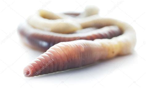 Rain worm — Stock Photo © RabbitCorp #6422745