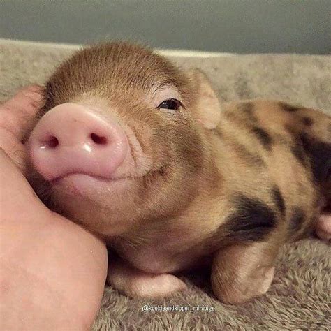 Ou on in 2020 | Cute piglets, Cute baby pigs, Cute baby animals