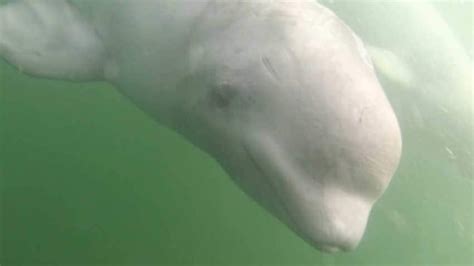 Manitoba eyes better beluga whale protection | CBC News