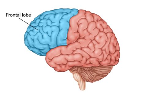 Brain Parts Jeopardy Jeopardy Template