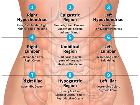 organs in left quadrant - Google Search | Medical knowledge, Basic anatomy and physiology ...