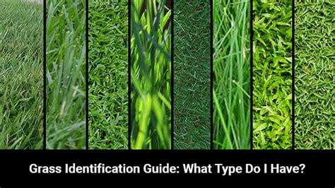 Do you know your grass type? We examined the most popular grasses and created an easy-to-follow ...