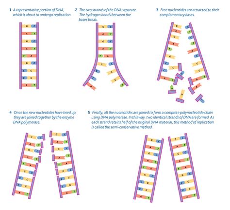 SC.912.L.16.3 DNA Replication - Welcome to Dr. Suris Science Class!