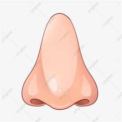 รูปFlesh Nose Human Nose Nose Illustration Decorative Nose PNG , Three Dimensional Nose, Human ...