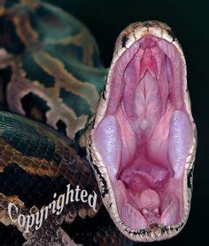 Snake mouth anatomy | Snake, Snake photos, Reptiles, amphibians