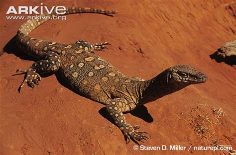 Perentie Lizard | Creatures of the World Wikia | Fandom