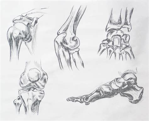 Body Parts Anatomy Study Drawing by Irina Sztukowski - Fine Art America