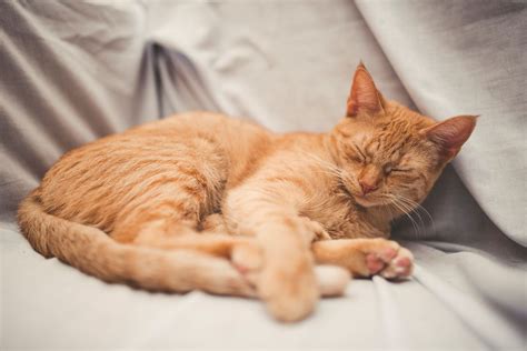 What to Do if Your Cat Is Snoring